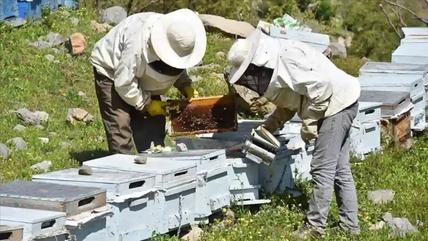 Arı Üreticileri