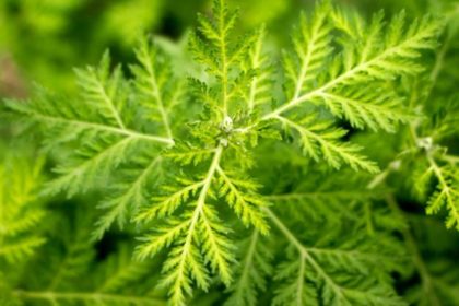 Artemisia Annua Bitkisi