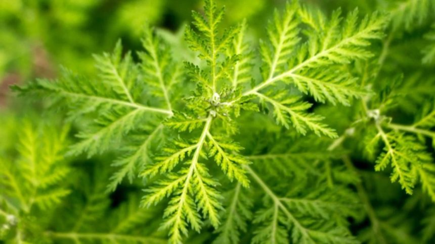 Artemisia Annua Bitkisi