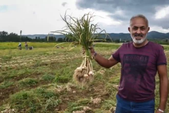 Araban Sarımsağı