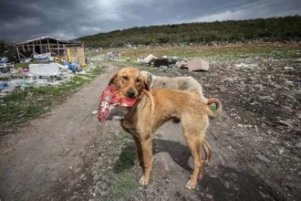 Sokak Köpekleri