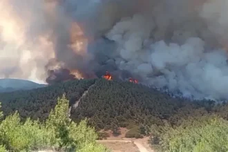 Orman Yangını